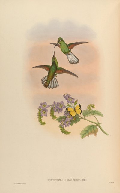 Eupherusa poliocerca by John Gould